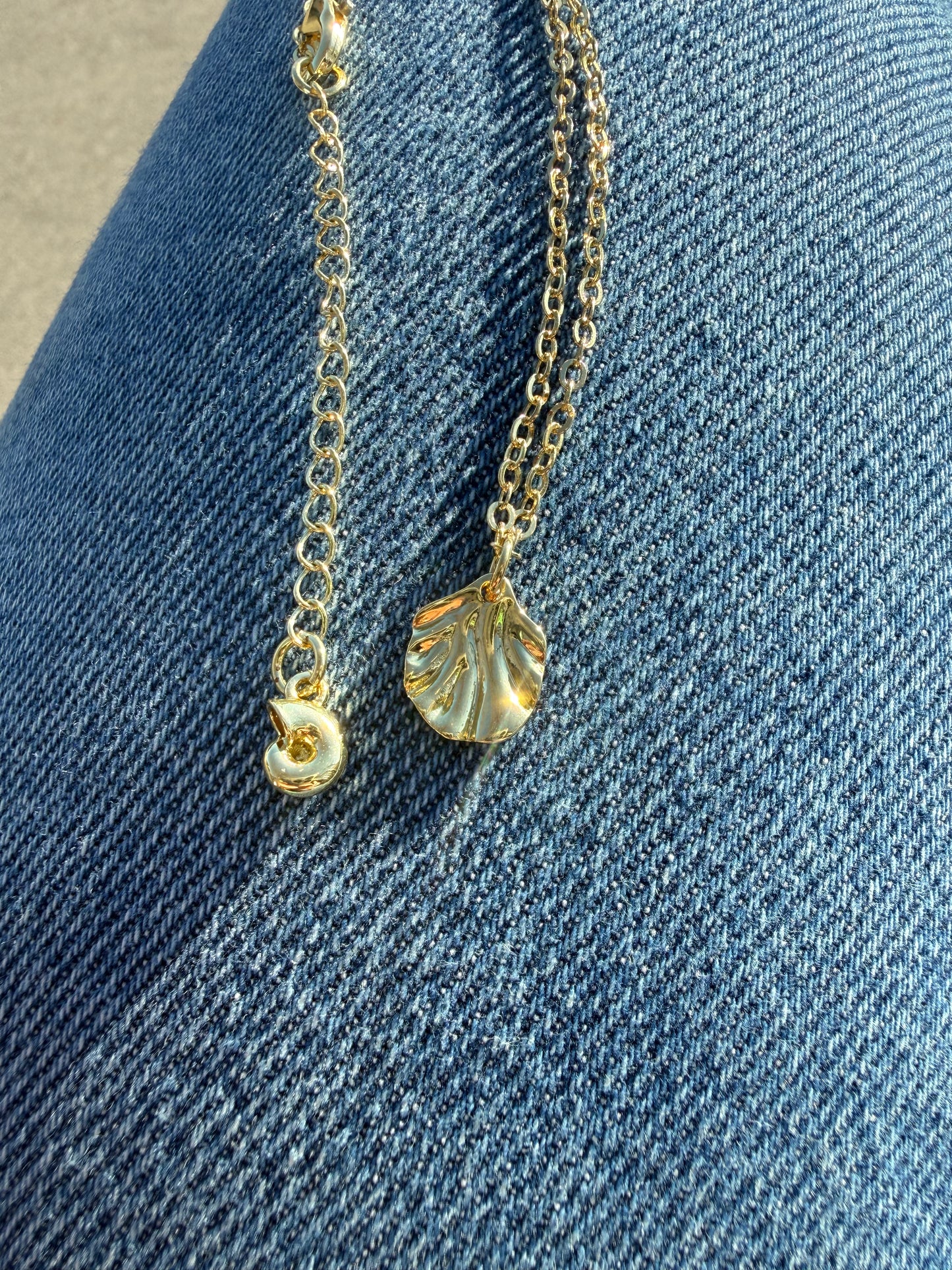 Sea Shell